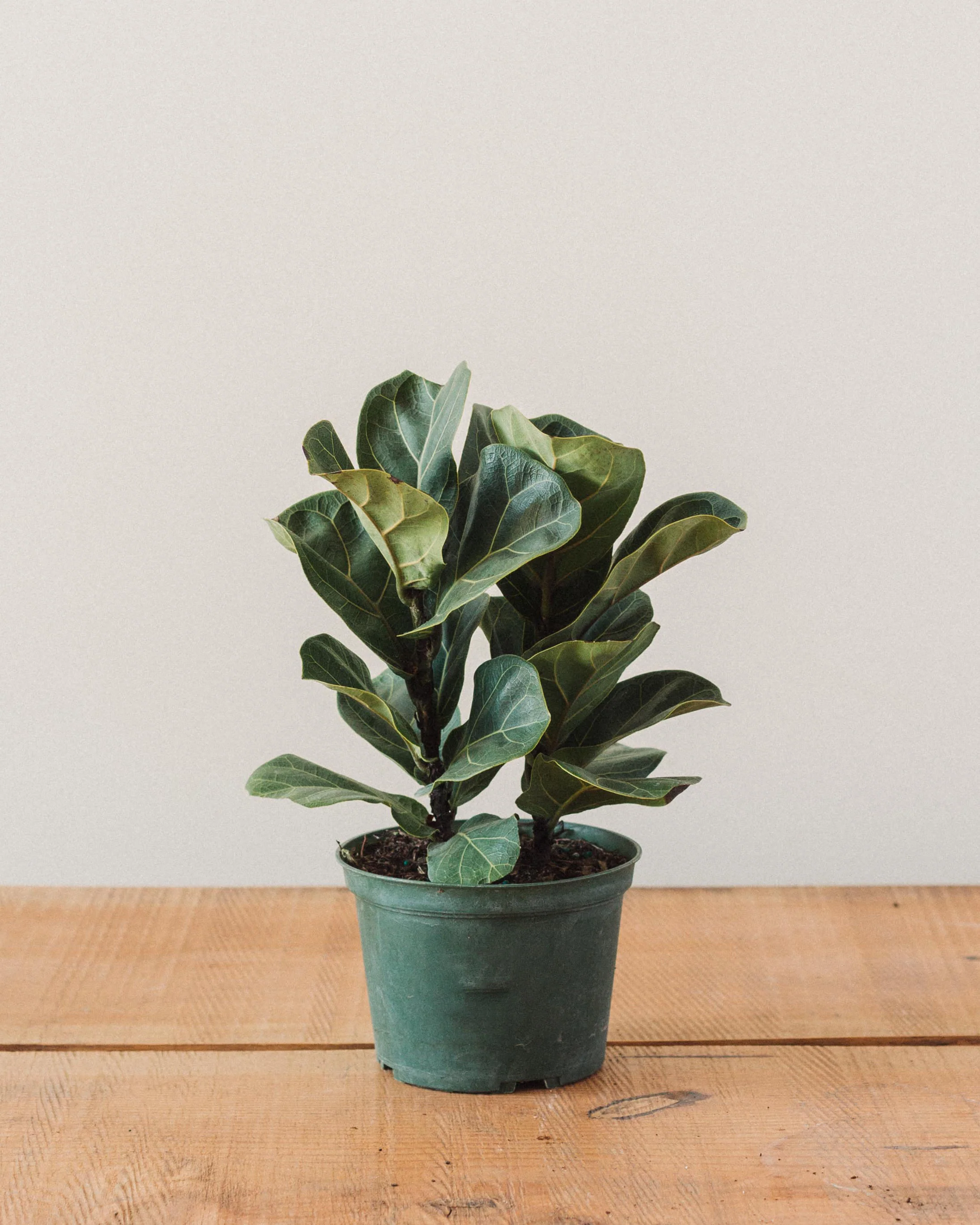 Ficus lyrata, "Fiddle Leaf Fig" - Image 3