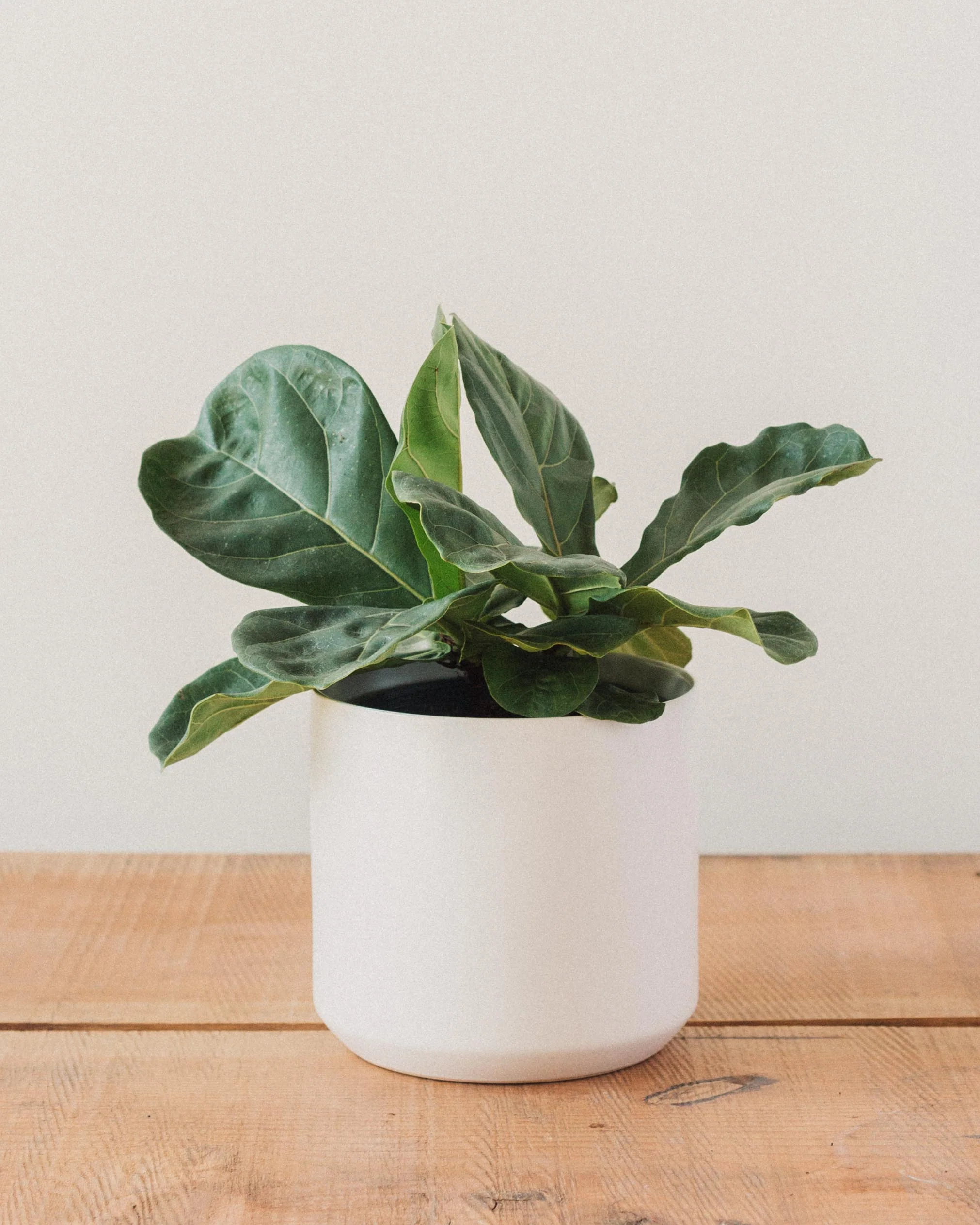 Ficus lyrata, "Fiddle Leaf Fig" - Image 4