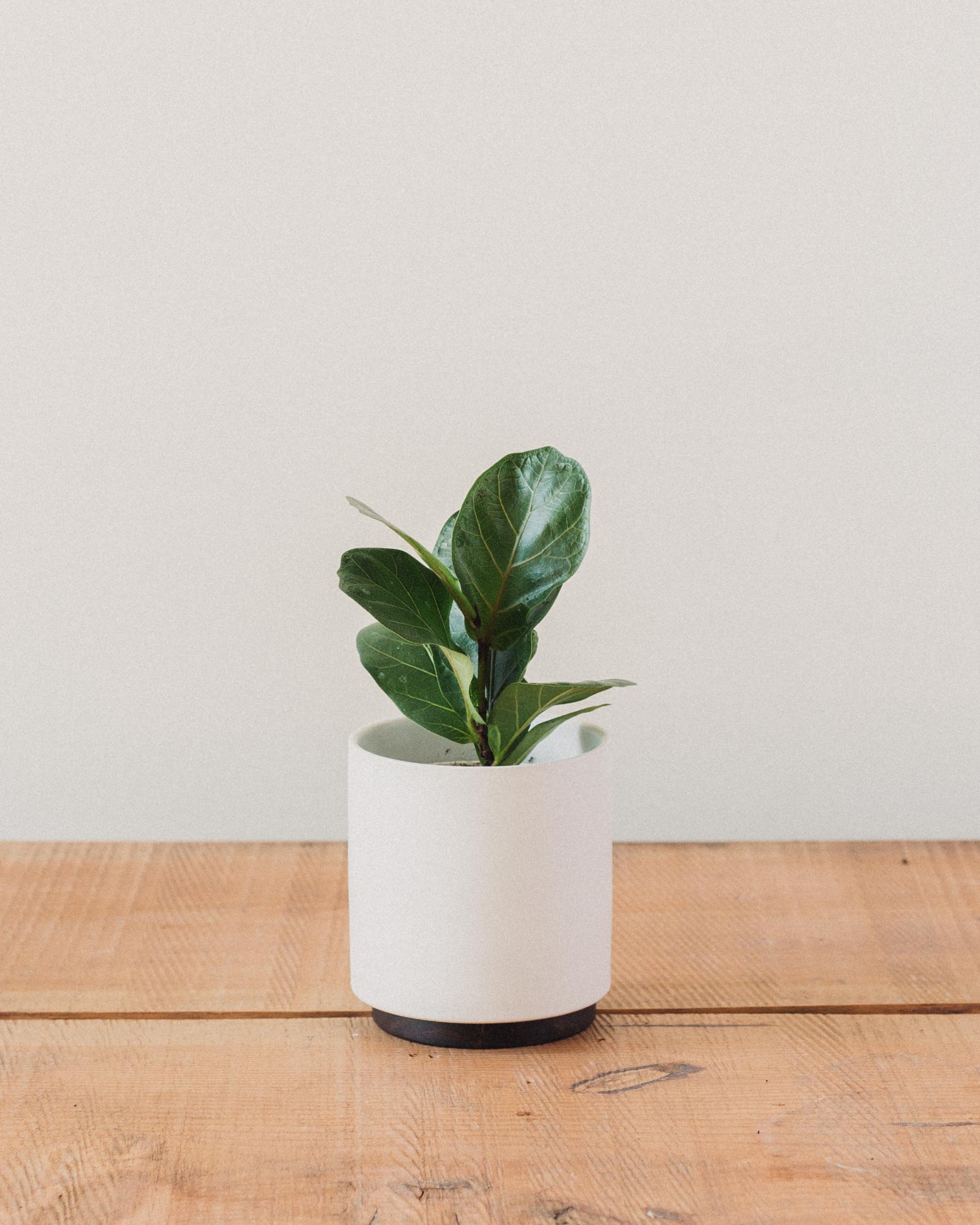 Ficus lyrata, "Fiddle Leaf Fig" - Image 7