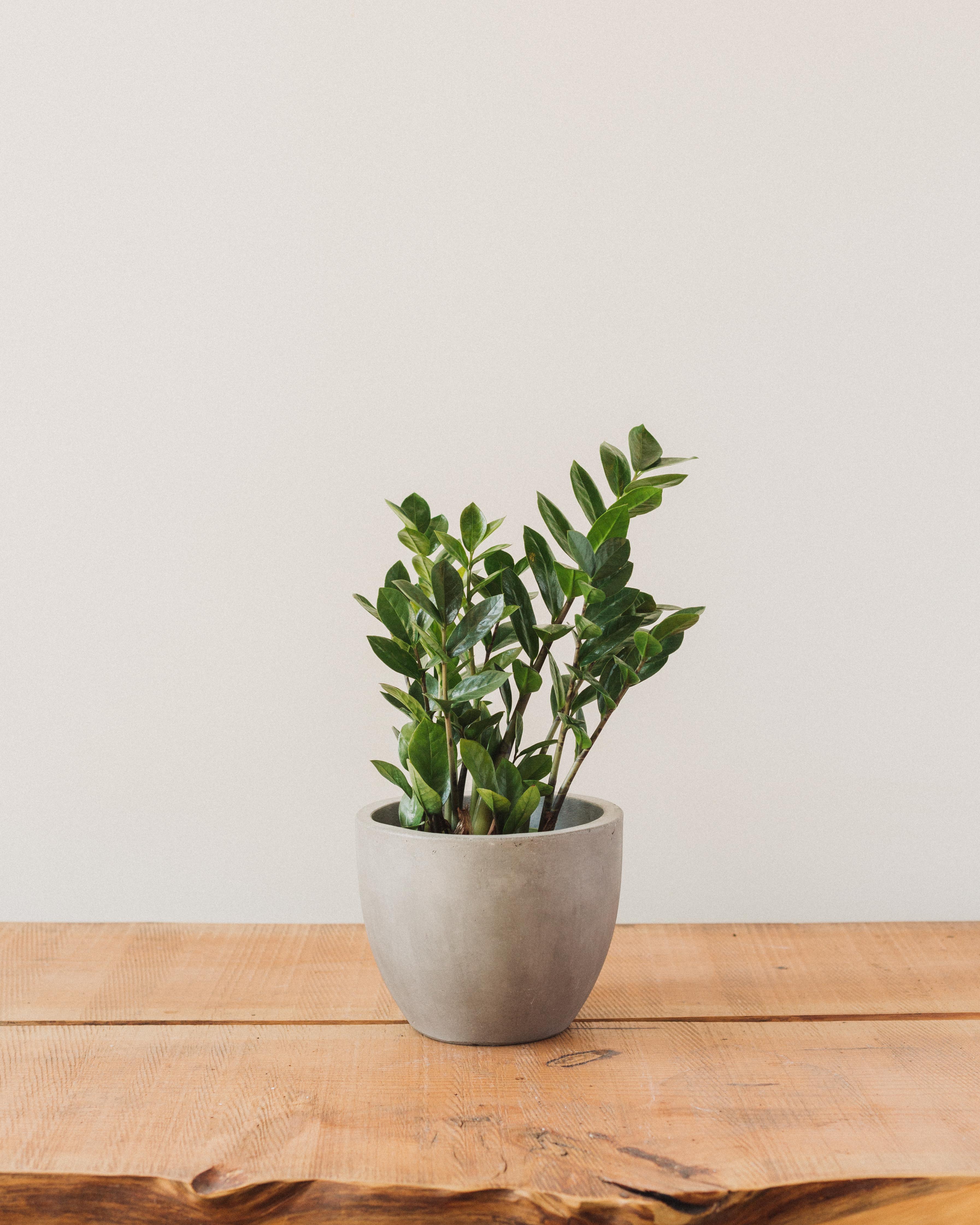 Zamioculcas Zamiifolia, "ZZ Plant" - Image 5